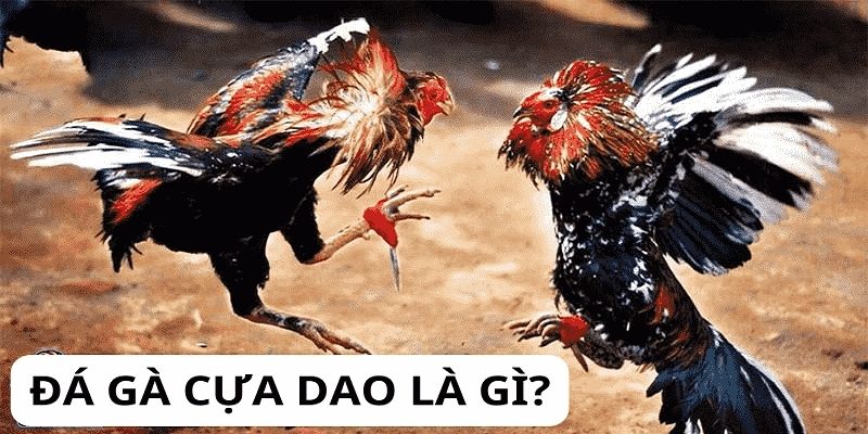 Đá gà cựa dao là loại hình cá cược phổ biến dành cho cho các anh em