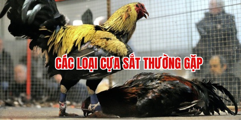 2 loại vũ khí được dùng phổ biến trong đá gà cựa sắt