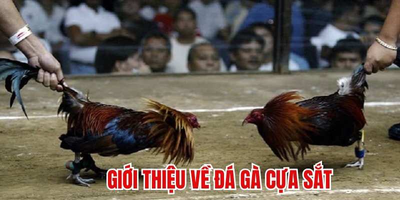 Giới thiệu hình thức đấu kê có “vũ khí” đá gà cựa sắt