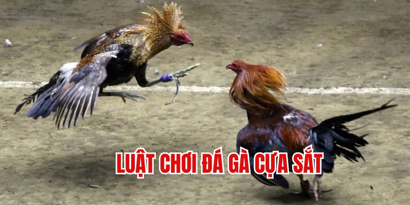 Luật thi đấu đá gà cựa sắt trực tuyến