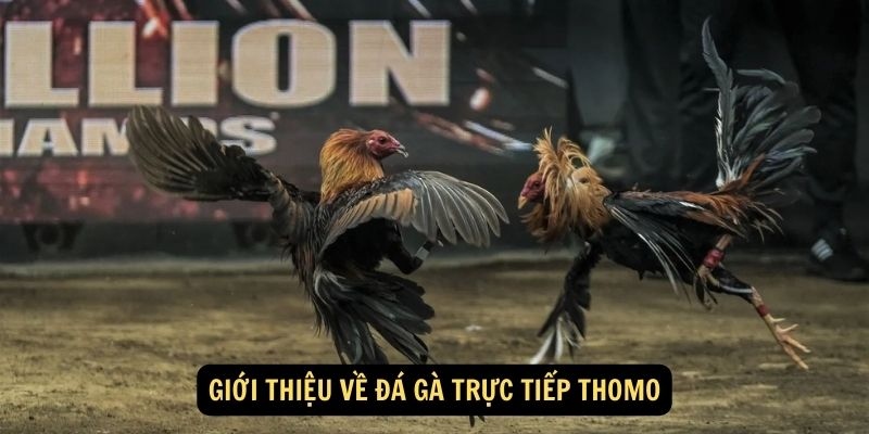 Những ưu điểm chỉ có khi chơi bắt kèo đá gà Thomo
