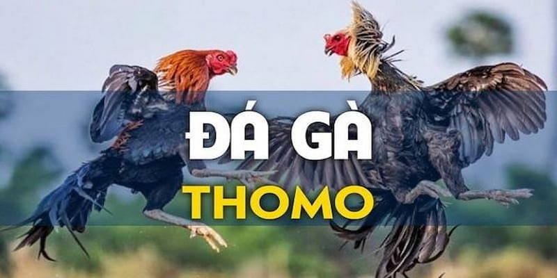 Đá gà Thomo là loại hình chọi ở trường đấu hàng đầu Đông Nam Á